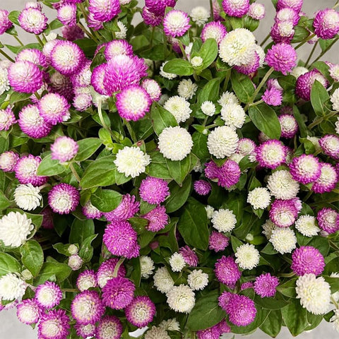 Generic globe amaranth blooms up close show sturdy stems and lasting color
