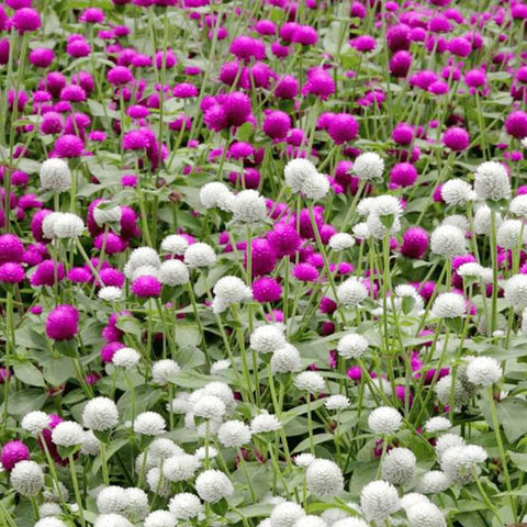 Generic globe amaranth dried flowers bouquet preserves color for home decor