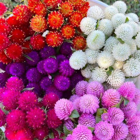 Generic globe amaranth mix attracts pollinators, boosting garden biodiversity and natural beauty