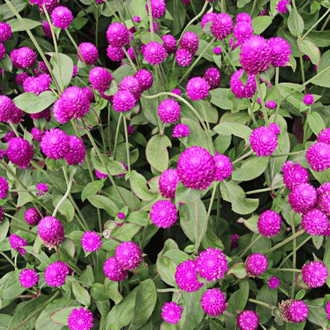 Generic globe amaranth mix seeds sowing in sun guide germination in well-drained soil