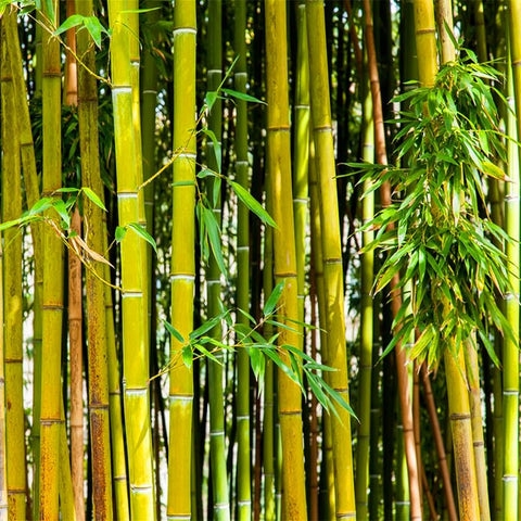 Generic Golden Bamboo mature plant with swaying leaves in landscape.