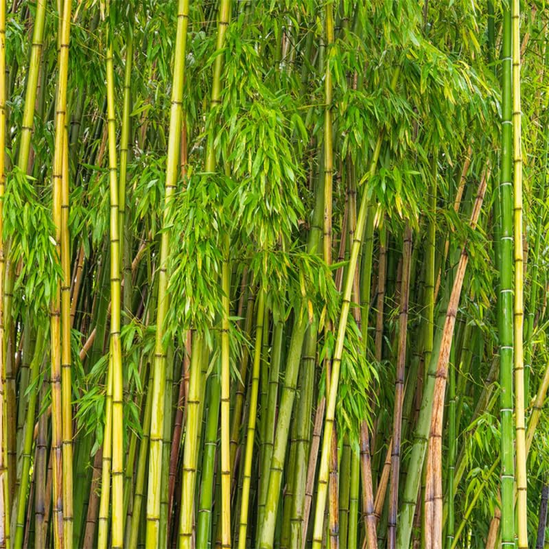 Generic Golden Bamboo Privacy Screen in a modern garden setting.