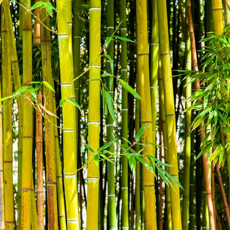 Generic Golden Bamboo Seeds pack shot for privacy screen planting.