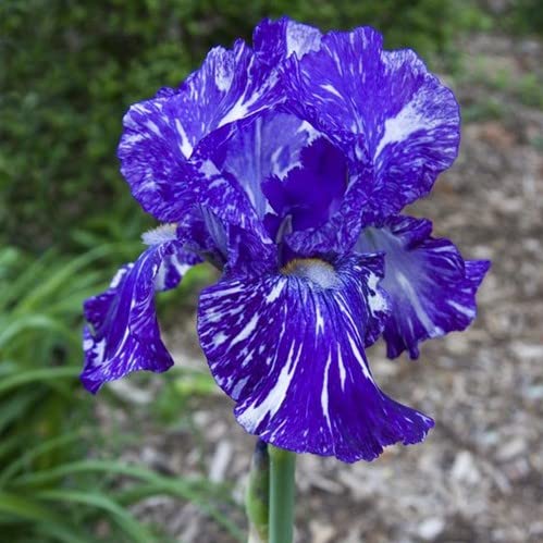 Generic Rare Heirloom Iris Seeds—hand-selected for quality and variety.
