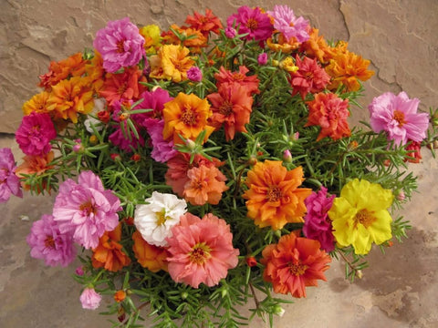 Generic Hanging basket portulaca seeds create cascading summer color.