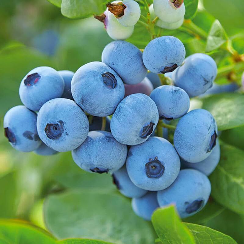 Generic harvested berries on a kitchen counter, inviting fresh jams and snacks.