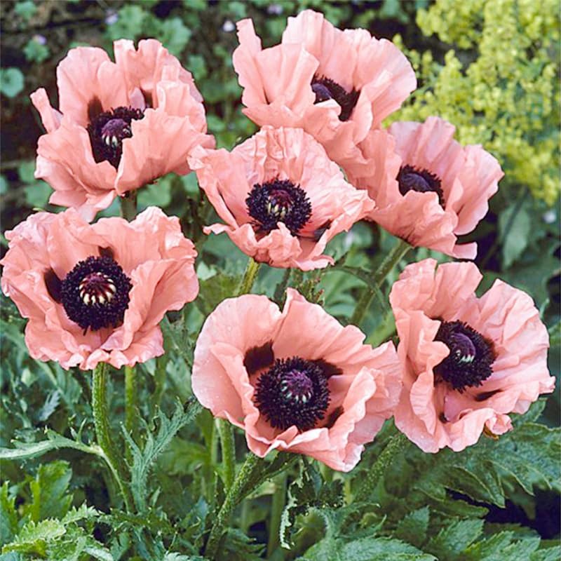 Generic heirloom open-pollinated poppies, showcasing timeless blooms for garden diversity.