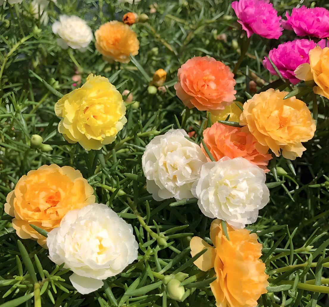 Generic Heirloom Portulaca seeds, non-GMO, provide reliable germination and long-season color.