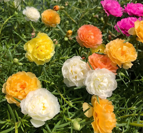 Generic Heirloom Portulaca seeds, non-GMO, provide reliable germination and long-season color.