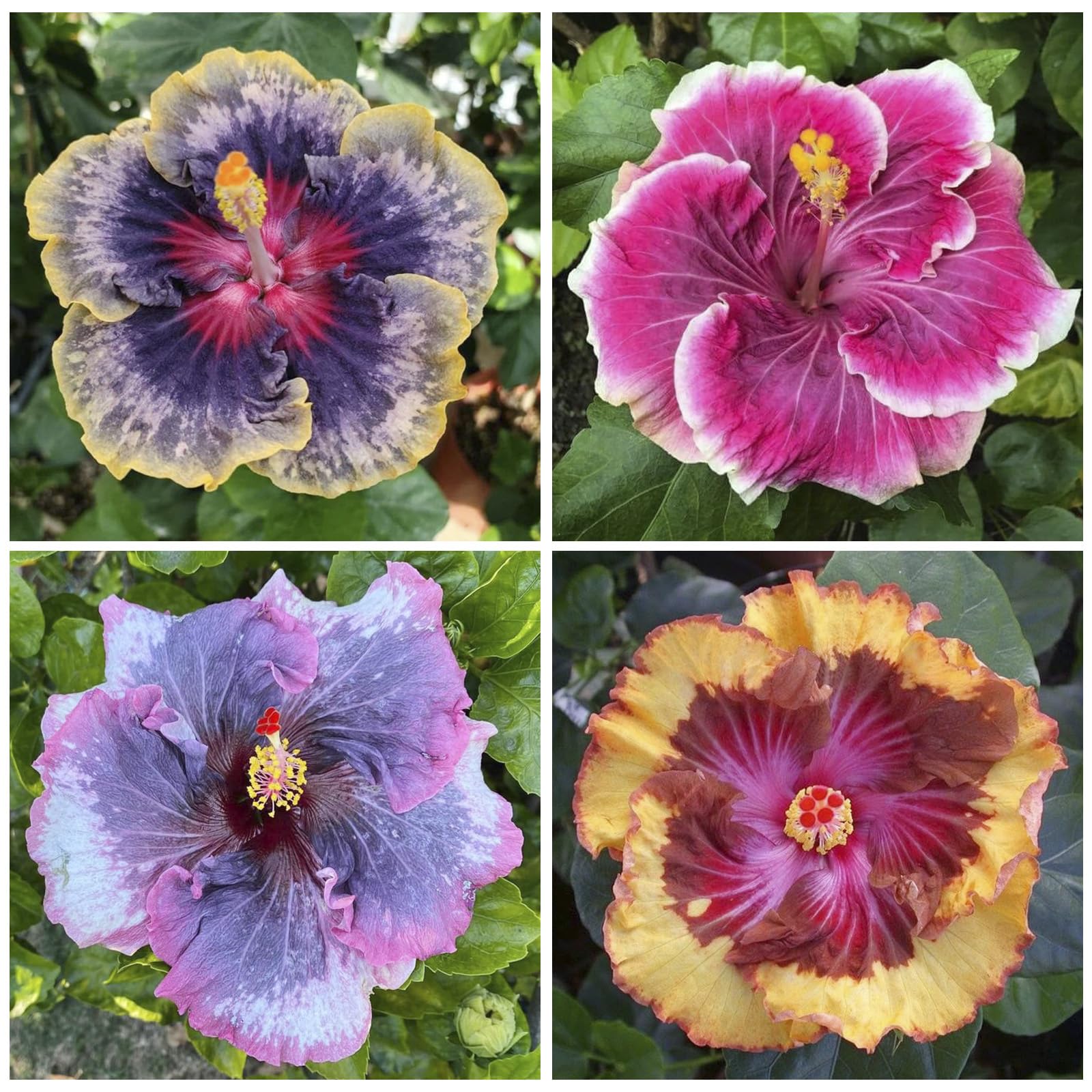 Generic Hibiscus Seeds bloom display adds vibrant color to borders and patios.