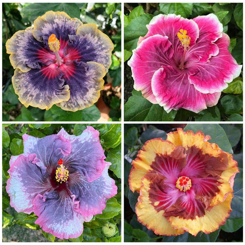 Generic Hibiscus Seeds bloom display adds vibrant color to borders and patios.