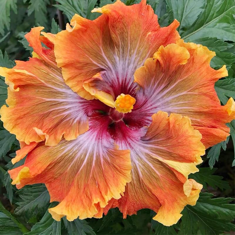 Generic Hibiscus Seeds care tips help maintain lush, pollinator-friendly blooms.