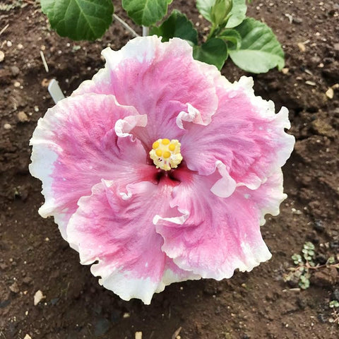 Generic Hibiscus Seeds color varieties offer red, pink, and white options.