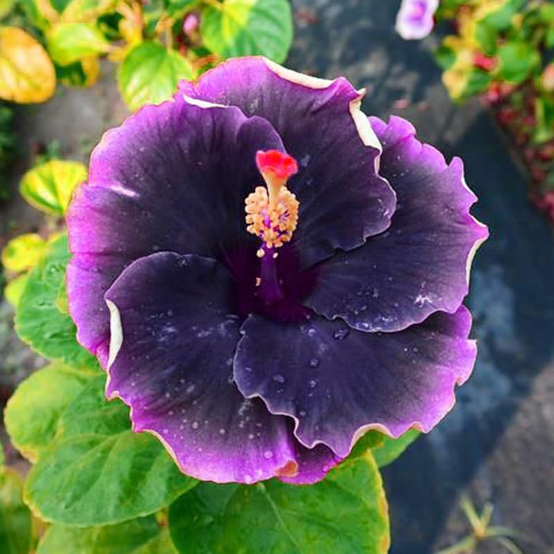 Generic Hibiscus Seeds container planting suits balconies and small yards.