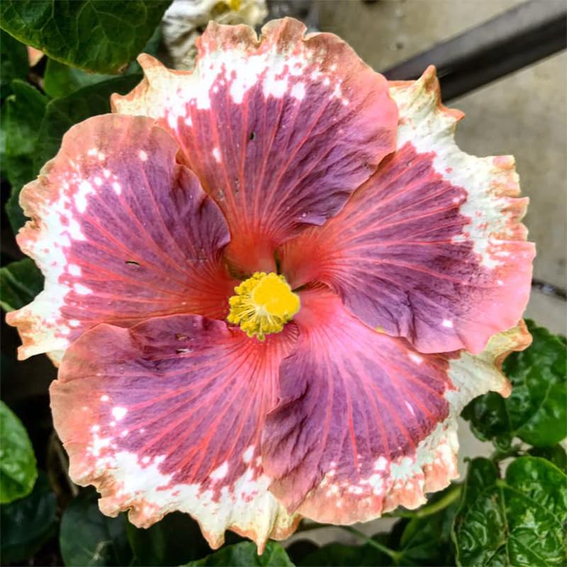 Generic Hibiscus Seeds garden ornamental enhances outdoor spaces with large, colorful flowers.