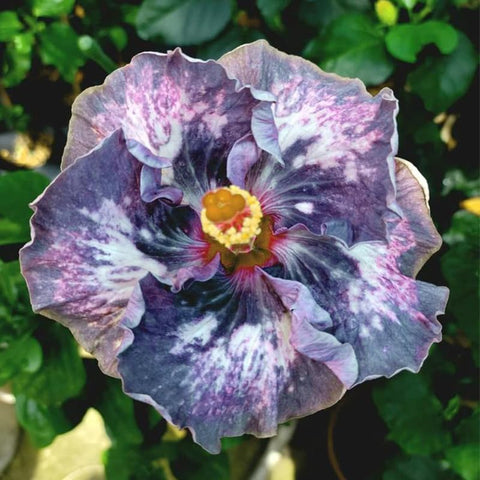 Generic Hibiscus Seeds germination process shows early sprout growth for a rewarding garden start.