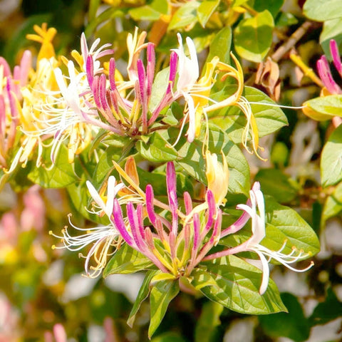 Generic Honeysuckle blooms bi-color photo highlighting creamy white and golden yellow flowers.