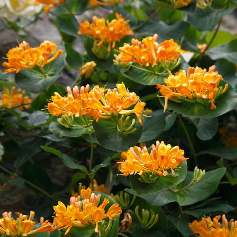 Generic Honeysuckle seeds attract bees and butterflies with nectar-rich blossoms.