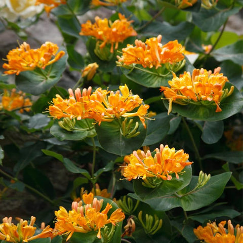 Generic Honeysuckle seeds attract bees and butterflies with nectar-rich blossoms.