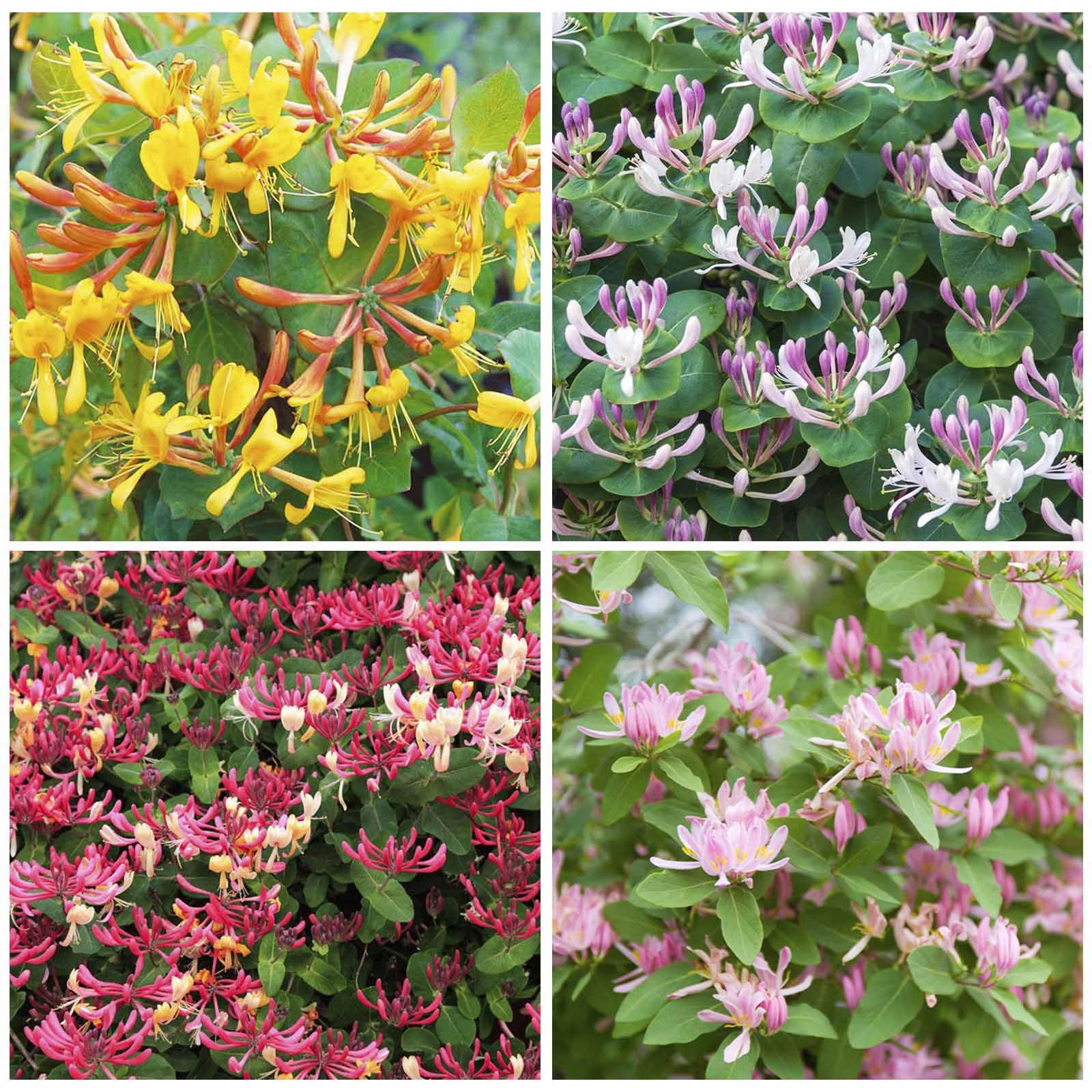 Generic Honeysuckle seeds with fragrant blooms brighten a patio and invite pollinators.