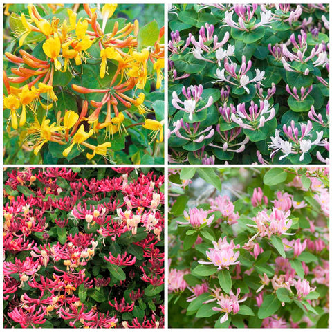Generic Honeysuckle seeds with fragrant blooms brighten a patio and invite pollinators.