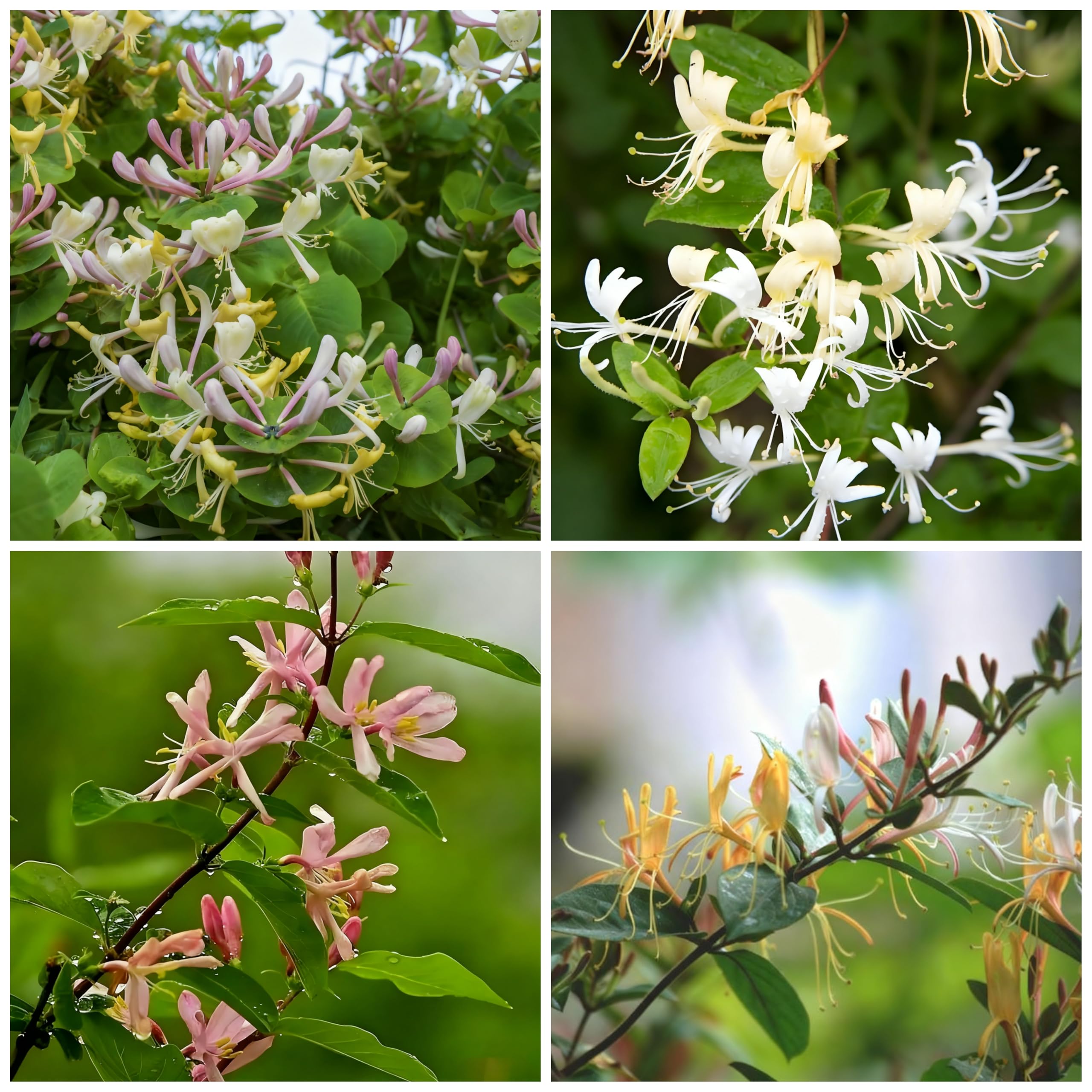 Generic Honeysuckle Seeds packaging for non-GMO heirloom fragrance for home gardens.