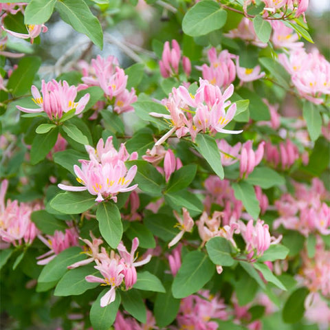 Generic Honeysuckle seeds thrive with 4-6 hours of sun for healthy blooms.
