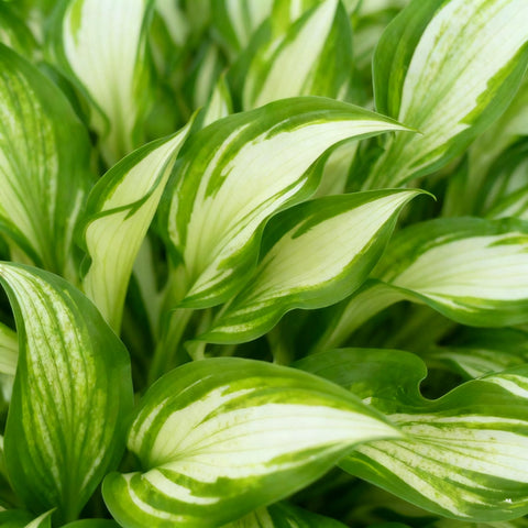 Generic hosta lavender bloom demonstrates mid-summer flower spikes above foliage.