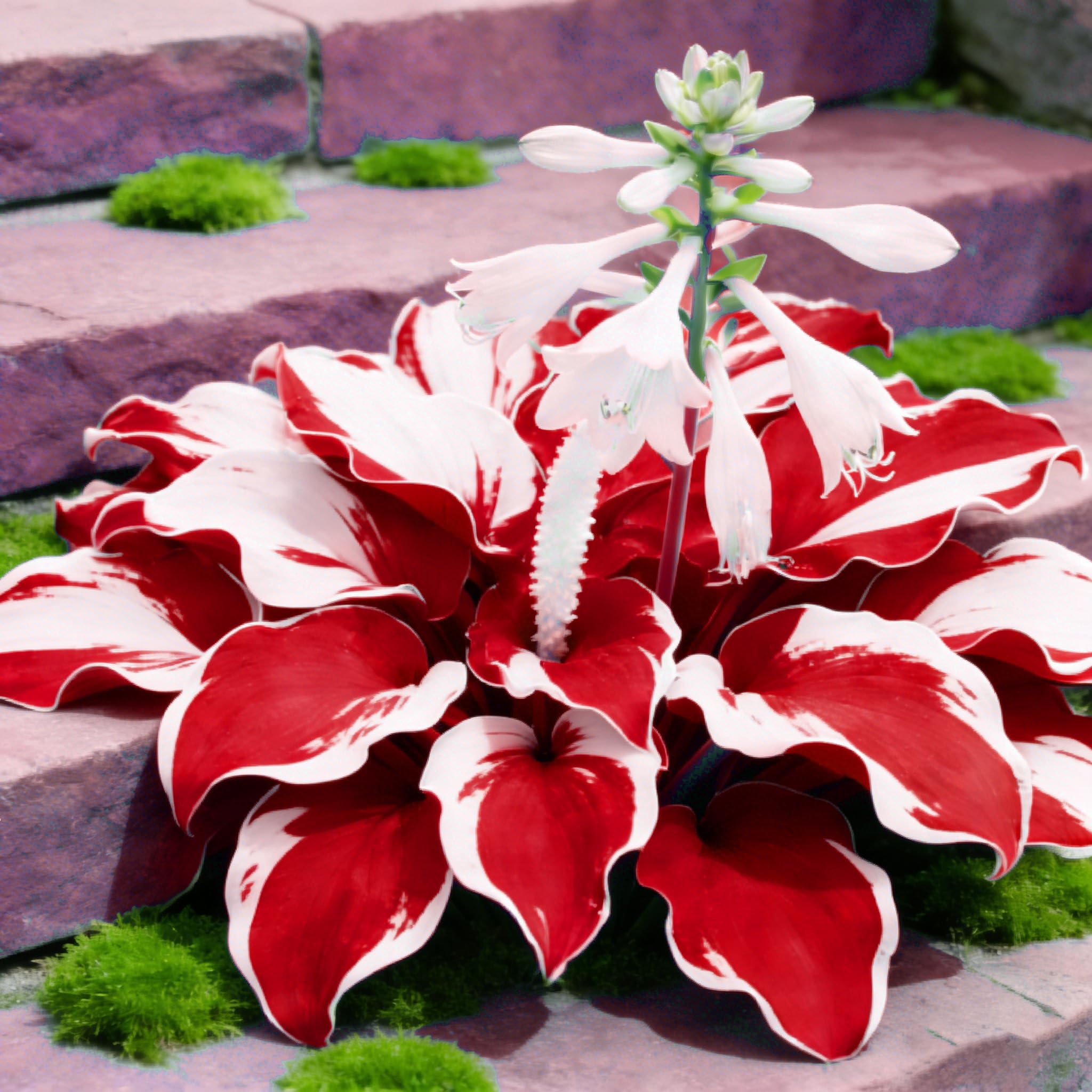 Generic Hosta Seeds require cold stratification to boost germination.