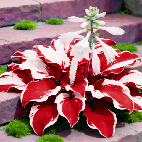 Generic Hosta Seeds require cold stratification to boost germination.