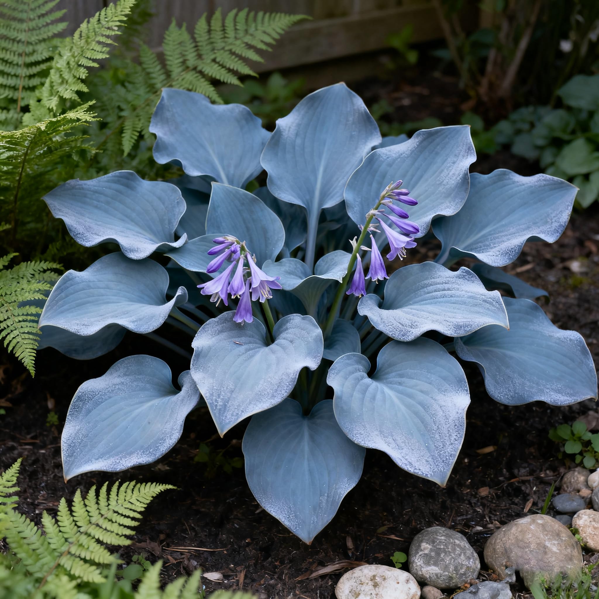 Generic Hosta Seeds are cold hardy perennials for resilient spring growth