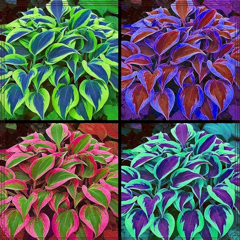 Generic hosta seeds for shade gardens — easy to plant in borders or containers.