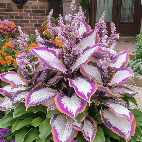 Generic Hosta Seeds thrive in shade, ideal for dark garden corners