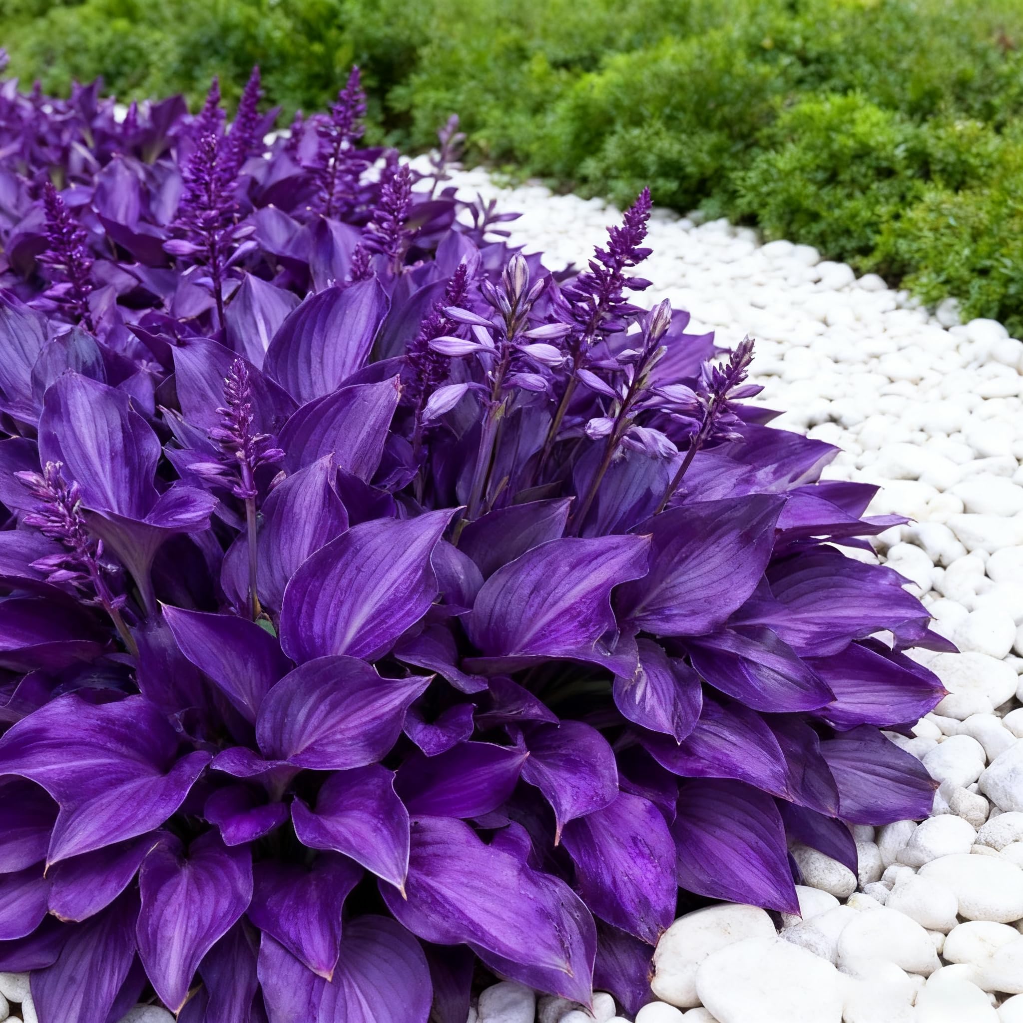 Generic Hosta Seeds for shade perennials ideal for woodland gardens.