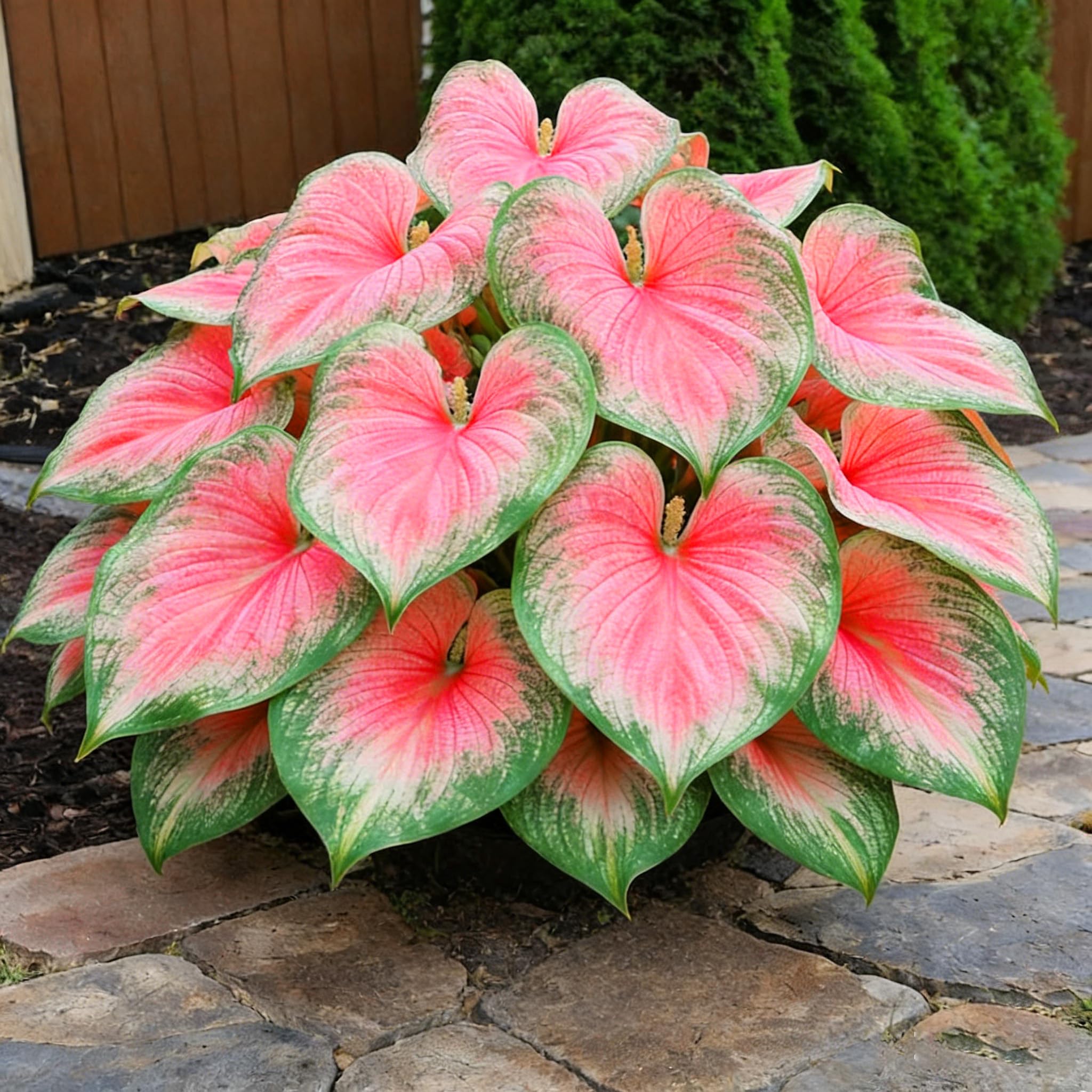 Generic Hosta seeds thrive in zones 3-9 as hardy perennials.