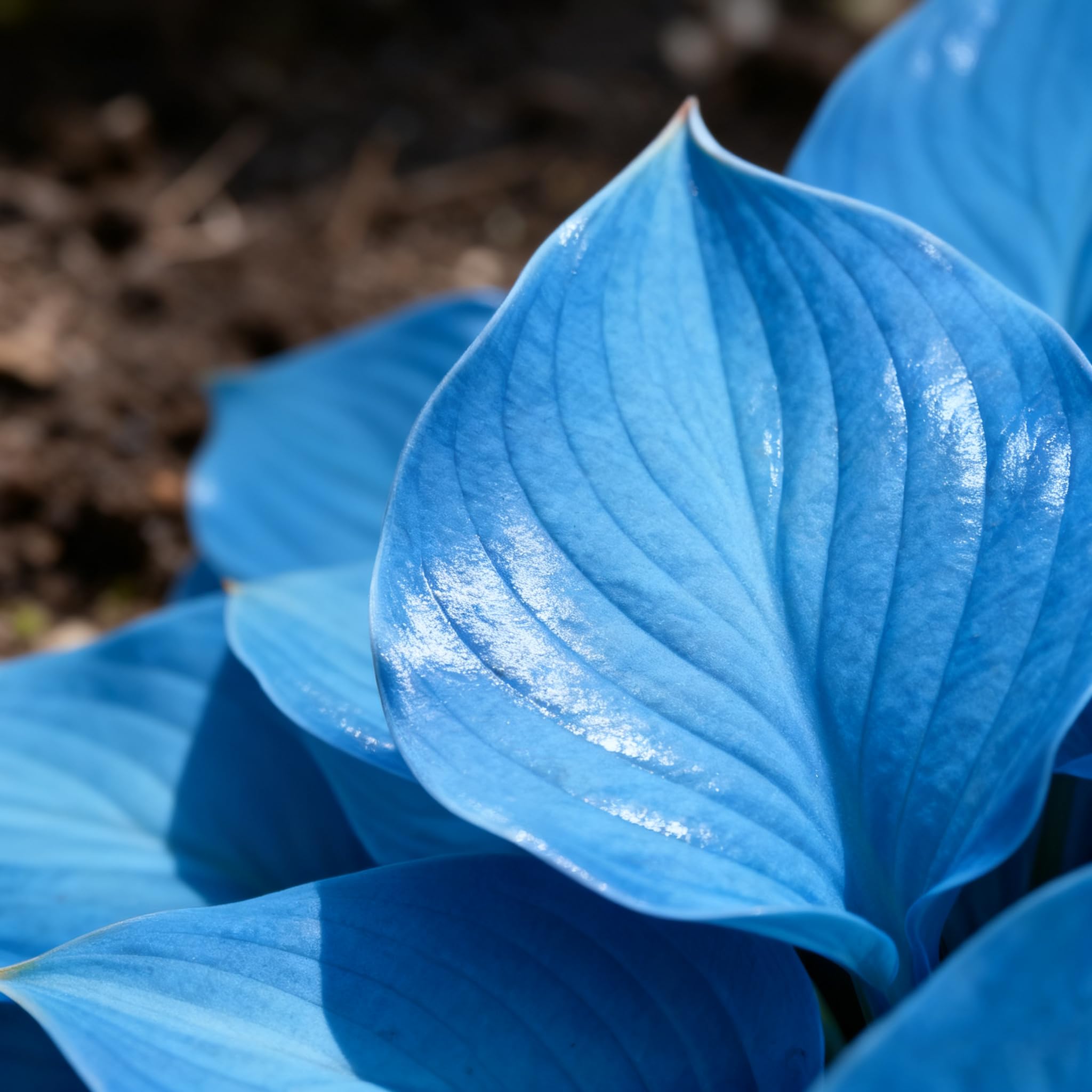 Generic Hosta seeds variegated leaves with white margins and red stems add striking borders.