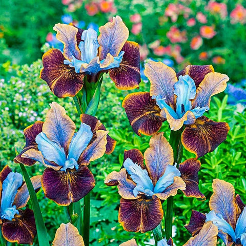 Generic iris seeds highlight architectural foliage for landscape texture.