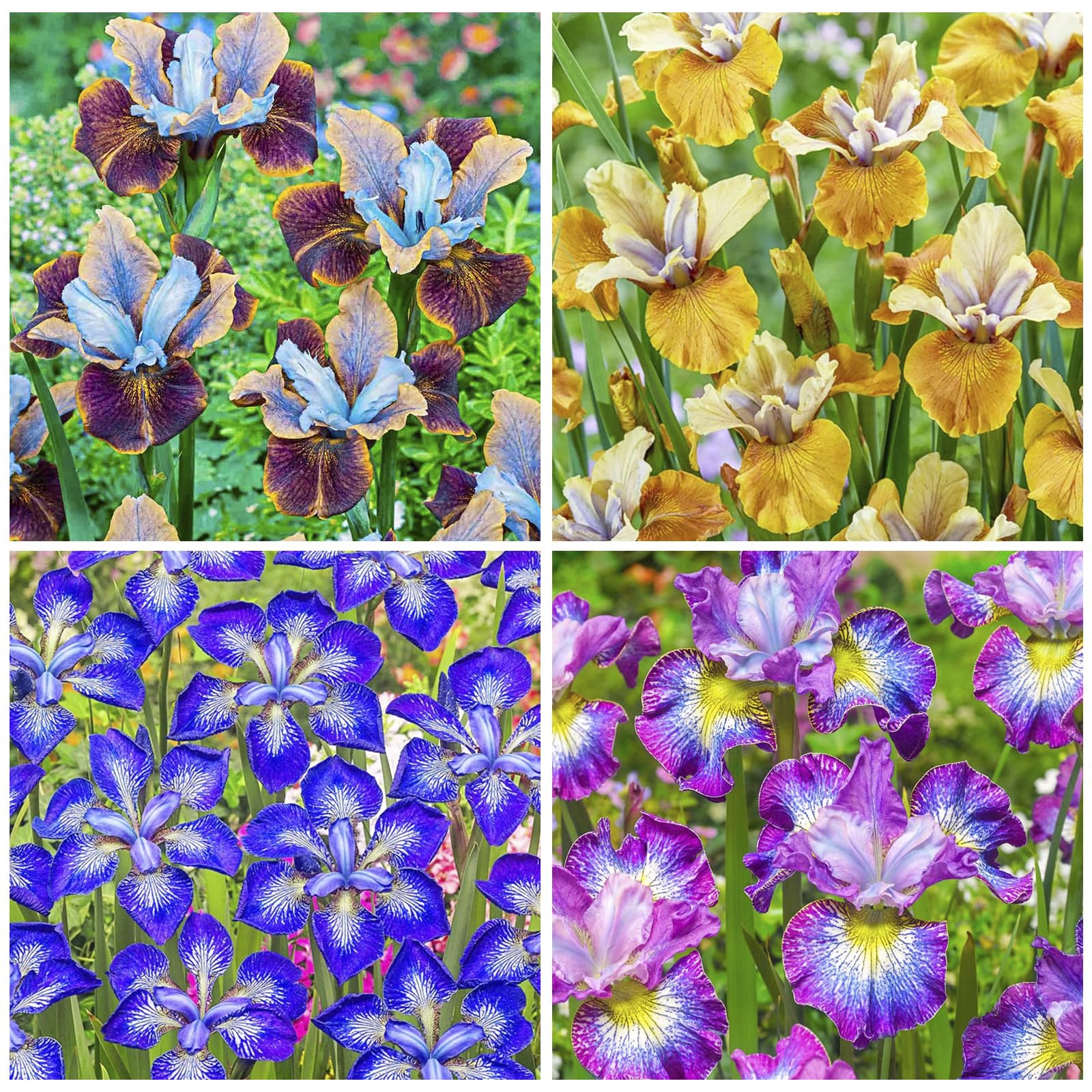 Generic iris seeds showcased in border garden design for year-round color.