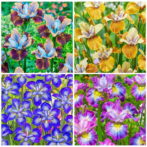 Generic iris seeds showcased in border garden design for year-round color.