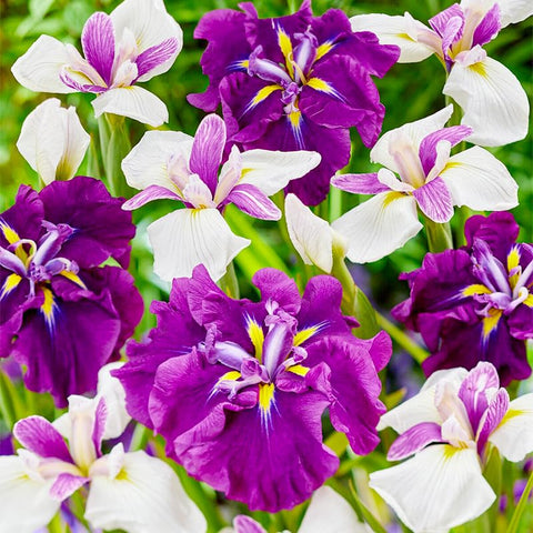 Generic iris seeds arranged in a cottage garden trio with vertical interest.