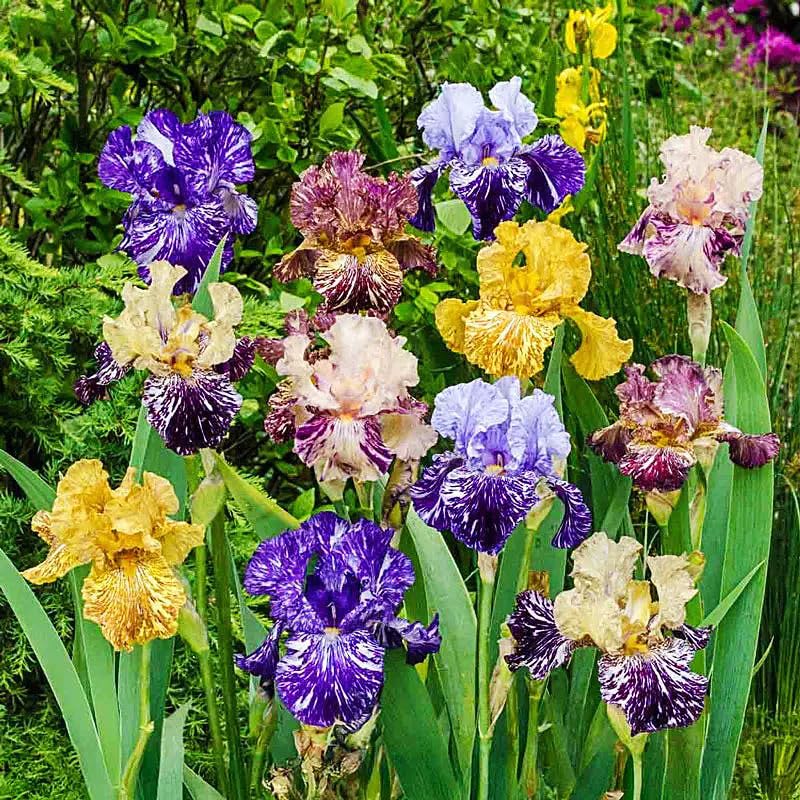 Generic iris seeds perfect for cut flowers and fresh bouquets.