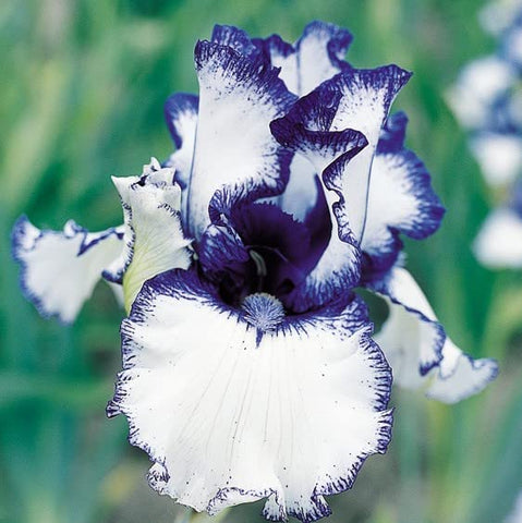 Generic iris seeds multicolor varieties reveal vibrant garden color.