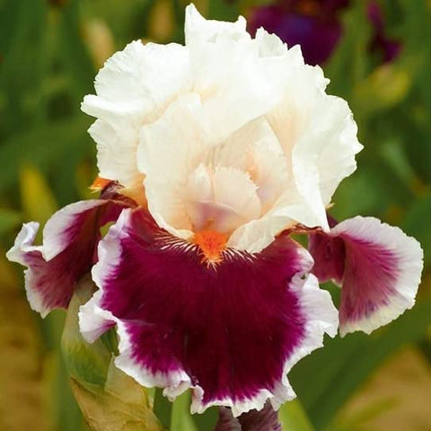 Generic iris seeds simplify sowing for a rewarding garden.