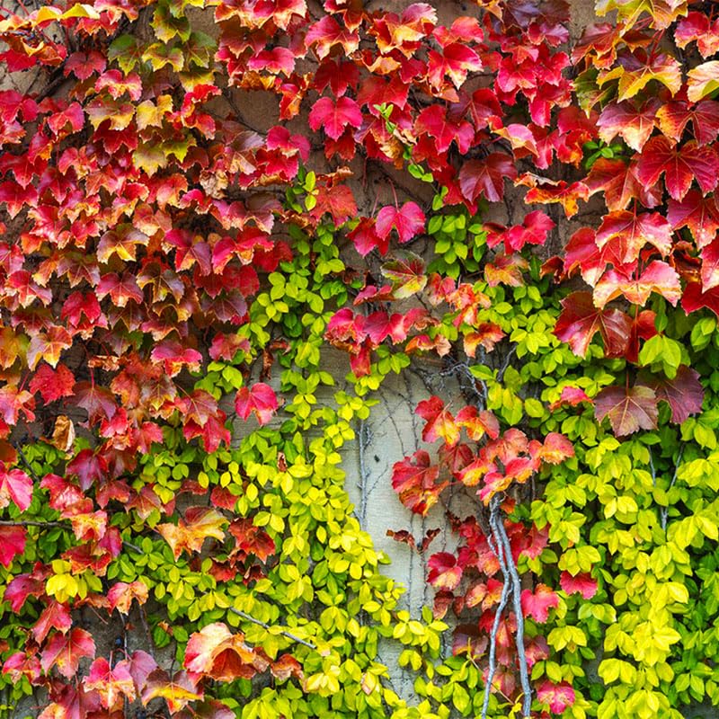 Generic Ivy Vine Mix climbing vines on a trellis for vertical gardens.