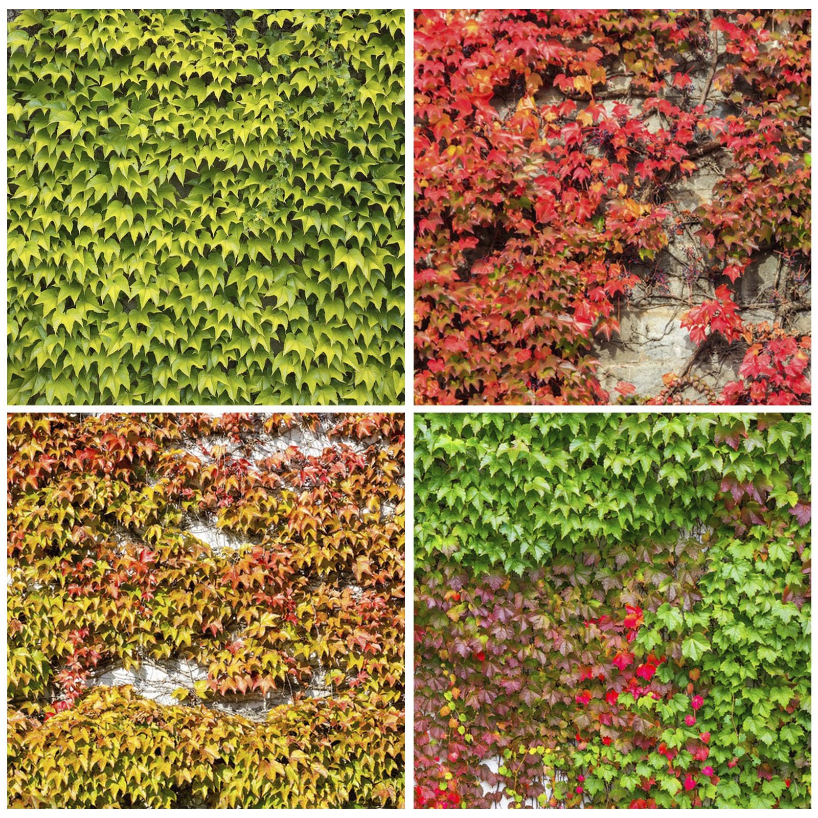 Generic Ivy Vine Mix seed pack for easy sowing and rapid green coverage.