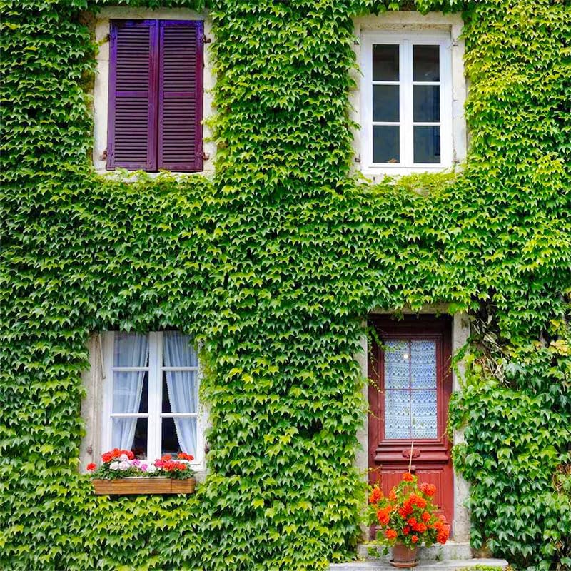 Generic Ivy Vine Mix wall-cover vines on a fence create a natural green screen.