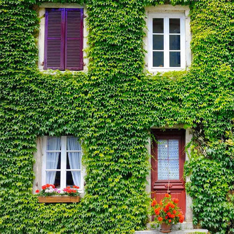 Generic Ivy Vine Mix wall-cover vines on a fence create a natural green screen.