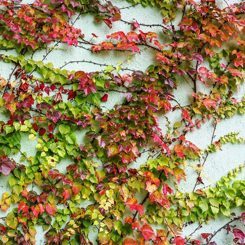 Generic Ivy Vine Mix evergreen vines providing year-round greenery in outdoor spaces.