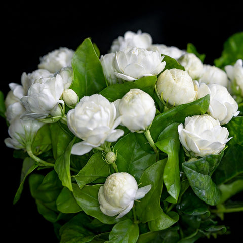 Generic jasmine-climbing-trellis-growth shows vines climbing supports for privacy or decor.