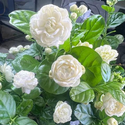 Generic jasmine-in-patio-container-ready for container gardening and year-round fragrance.